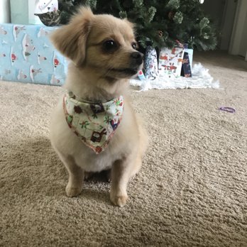 All Fur Pet Grooming - Pet Groomers Near Me - Fredericksburg, Virginia