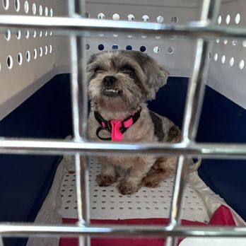 Island Pet Movers - Pet Transportation Near Me - Honolulu, Hawaii Island Pet Movers - Pet Transportation Near Me - Honolulu, Hawaii