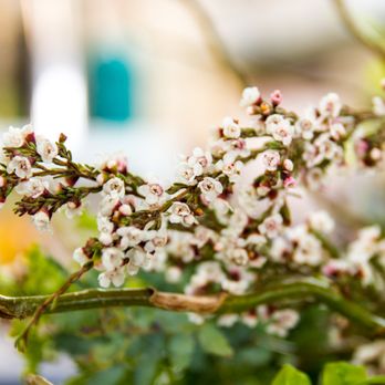 Baltimore Blossoms Studio - Florists Near Me - Baltimore, Maryland