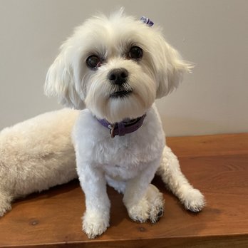 Dippity Do Dog - Pet Groomers Near Me - Chandler, Arizona