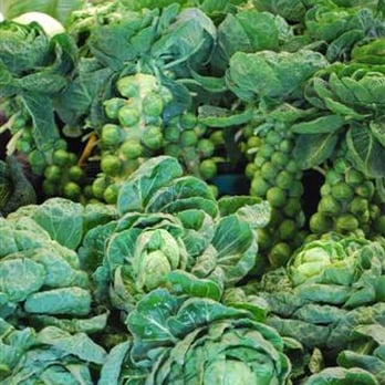 Lydiate Hall Farm Shoppe - Cabbages and sprout stalks. - Fruits & Veggies Near Me - Liverpool, XMS