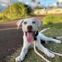 Mokupuni Paws - Kirby