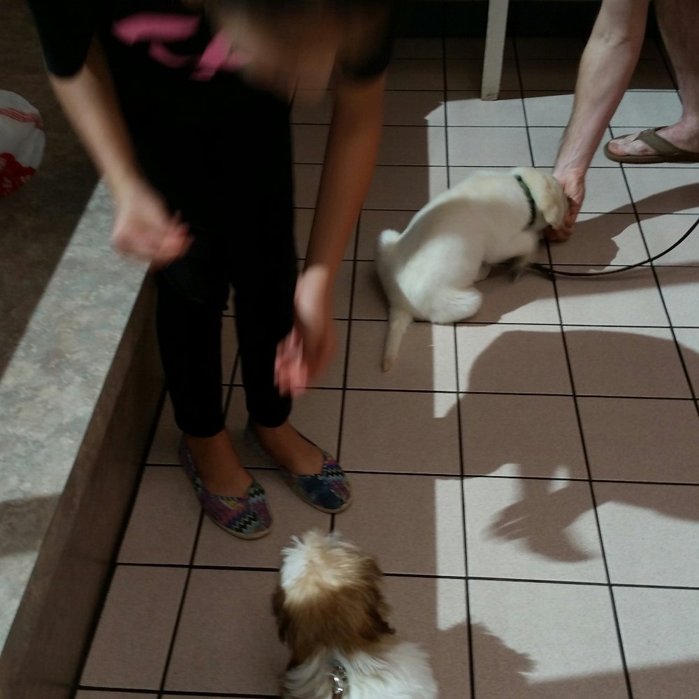 Karma Dog Training - Karma Dog Training small breed puppy group class - Pet Training Near Me - Austin, Texas Karma Dog Training - Karma Dog Training small breed puppy group class - Pet Training Near Me - Austin, Texas