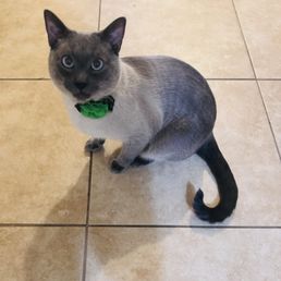 Mr Marshmallow all fancy.