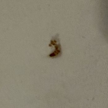 Fred's Inn Restaurant & Lodging - Lord knows what bug skin/shell this is - Hotels Near Me - Norwich, New York Fred's Inn Restaurant & Lodging - Lord knows what bug skin/shell this is - Hotels Near Me - Norwich, New York