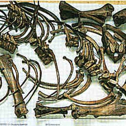 Südostbayerisches Naturkunde- und Mammut-Museum