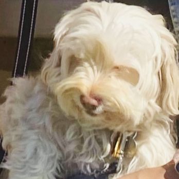 Petco - My Maltese poodle before her cut - Pet Training Near Me - Lemon Grove, California