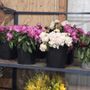 Ceasars Flowers