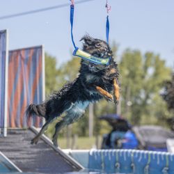 Canine Frenzy Versatility Training - Temperance grabbing the toy at 15 foot on Air Retrieve (NADD) 2024.