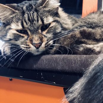Orlando Cat Cafe - Animal Shelters Near Me - Clermont, Florida Orlando Cat Cafe - Animal Shelters Near Me - Clermont, Florida
