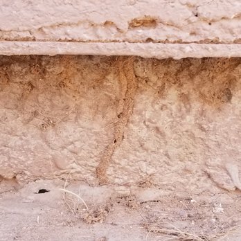 Miners Pest & Termite - Termites coming through the foundation. - Pest Control Near Me Miners Pest & Termite - Termites coming through the foundation. - Pest Control Near Me