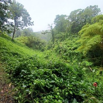 Akaka Falls State Park - Parks Near Me - Honomu, Hawaii