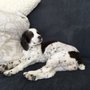 Photo of The Pampered Pet
