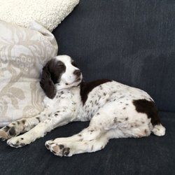 The Pampered Pet - Our dog after her visit to 'The Pampered Pet'!