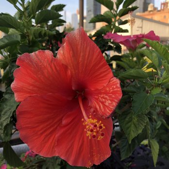 Frying Pan NYC - Hibiscuses - Bars Near Me - New York, New York