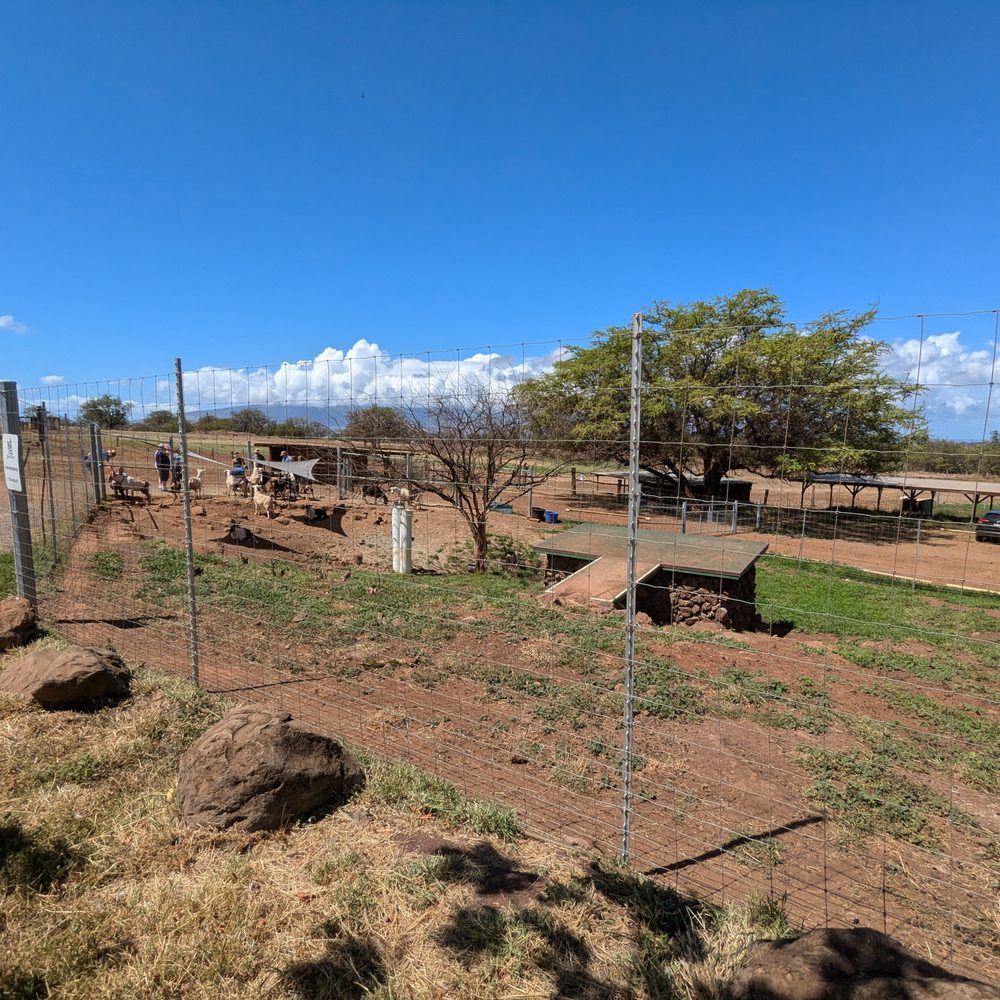 Surfing Goat Dairy - More goats - Cheese Shops Near Me - Kula, Hawaii Surfing Goat Dairy - More goats - Cheese Shops Near Me - Kula, Hawaii