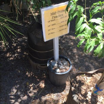 Greenfield Citrus Nursery - Nurseries & Gardening Near Me - Mesa, Arizona