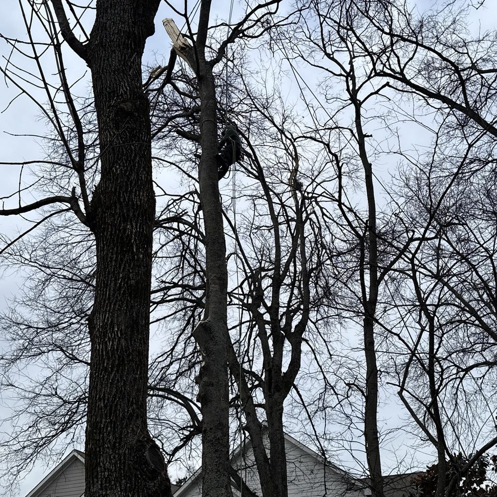 Rhino Tree Experts - Tree Services Near Me - Augusta, Georgia
