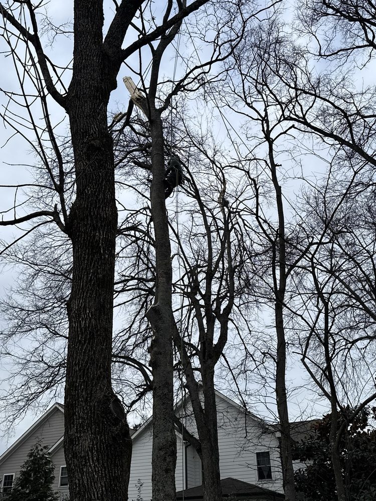 Rhino Tree Experts - tree service in Augusta, GA