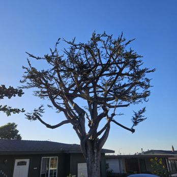 River Landscape & Tree Service - After - Landscaping Near Me River Landscape & Tree Service - After - Landscaping Near Me