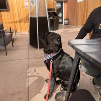 29 Palms Beer - Bojack enjoying the outdoor patio - Brewpubs Near Me - Twentynine Palms, California