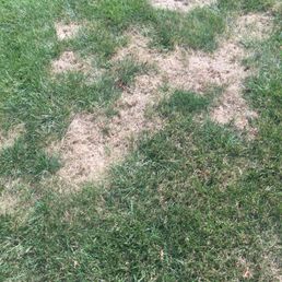 Dead grass after 4 applications by Spring Green
