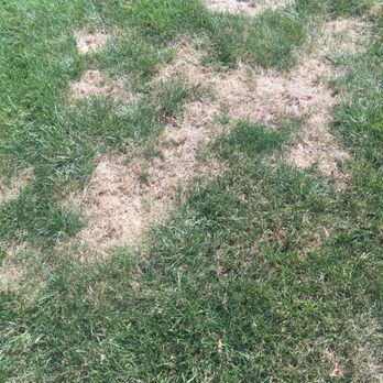 Spring-Green Lawn Care - Dead grass after 4 applications by Spring Green - Lawn Services Near Me - Saint Charles, Missouri