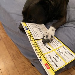 County Car Care - Luna protecting her County Car Care coupons!