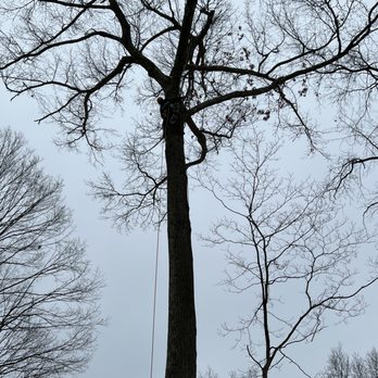 Ivs Tree Service And Landscaping - Tree Services Near Me Ivs Tree Service And Landscaping - Tree Services Near Me