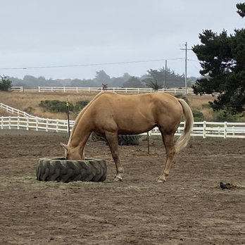 Five Brooks - Horseback Riding Near Me - Bodega Bay, California Five Brooks - Horseback Riding Near Me - Bodega Bay, California