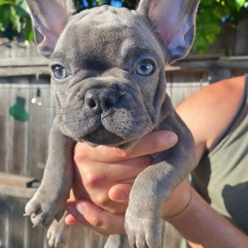 Friendly Frenchies - Pet Breeders Near Me