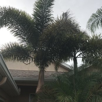 Morris Tree Service - Tree Services Near Me - Holiday, Florida