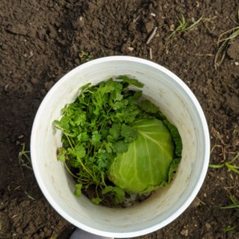 Bailey Family Farm - Pick Your Own Farms Near Me - Snohomish, Washington