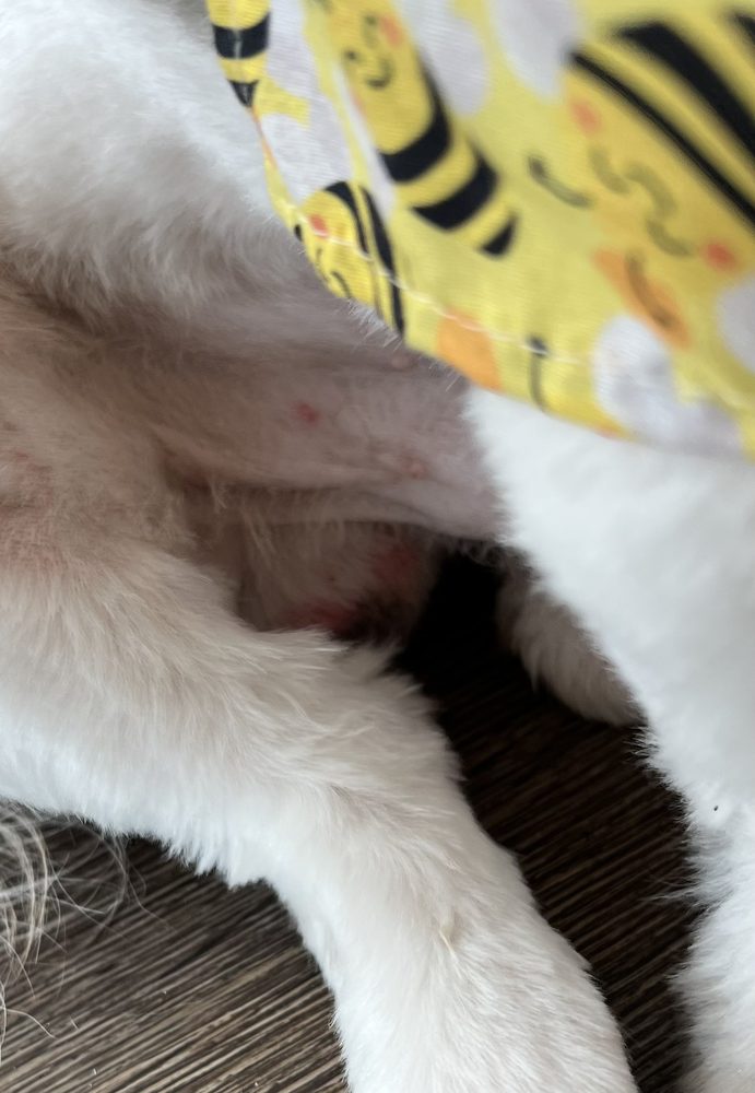 ANIMAL BOARDING AND GROOMING Updated March 2025 36 Photos & 22 Reviews 14021 Denton Dr