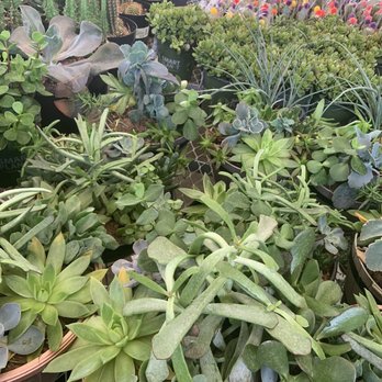 The Home Depot - Succulents - Nurseries & Gardening Near Me - Dallas, Texas The Home Depot - Succulents - Nurseries & Gardening Near Me - Dallas, Texas