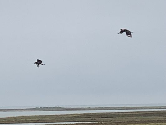 Aransas National Wildlife Refuge by null