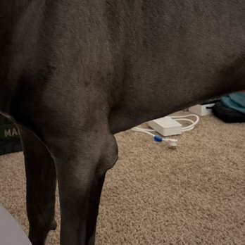 Cutting Edge Surgical Referrals - Hygroma on his left elbow - Veterinarians Near Me - Miami, Florida