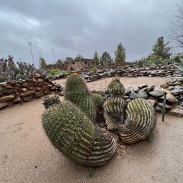 Barrel cactus with the ruins in the background Barrel cactus with the ruins in the background
