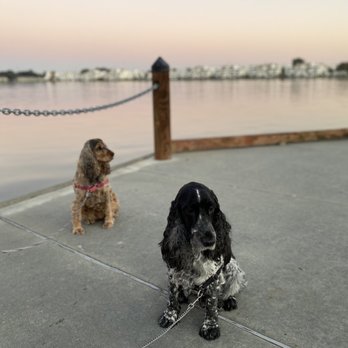 Bay Area Pet Pals - Pet Sitting Near Me