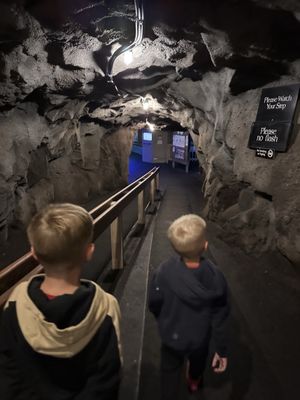 Sea Lion Caves by null