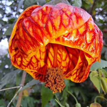 Jensen Botanical Gardens - Chinese lanterns - Botanical Gardens Near Me - Carmichael, California