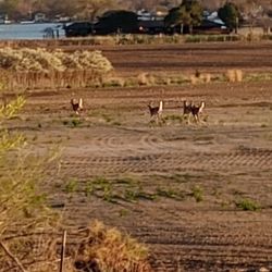 Superior Insulation - A nice group of whitetails. Some of the last survivor's