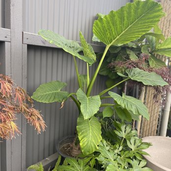 Garden District Super Foods - A beautiful elephant ears - Juice Bars & Smoothies Near Me - Seal Beach, California