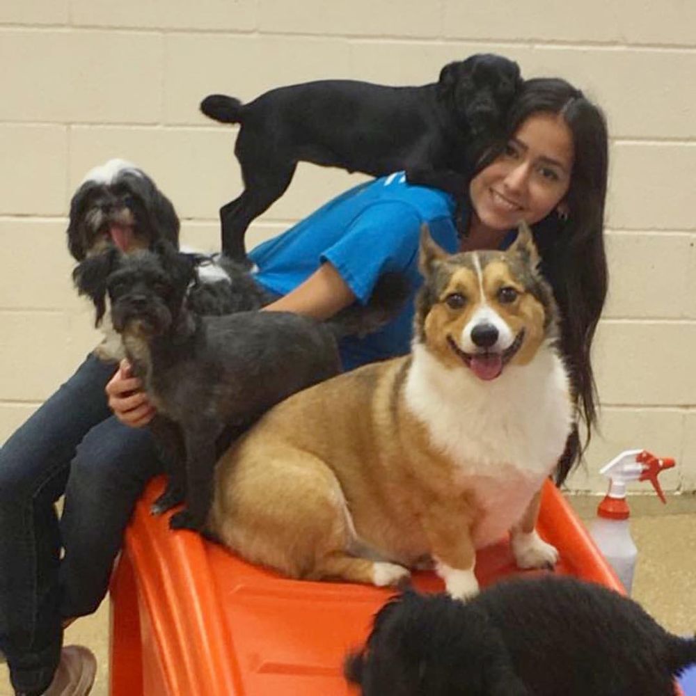 WUF PET RESORT & SPA Updated August 2024 46 Photos & 49 Reviews