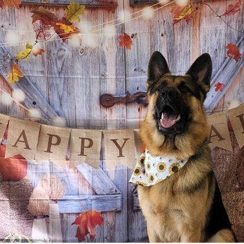 Classic & Classy Dog Spa - Pet Groomers Near Me - Seattle, Washington Classic & Classy Dog Spa - Pet Groomers Near Me - Seattle, Washington