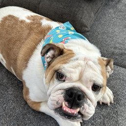 Sherman in his cute Easter bandana from Dirty Dawgz!