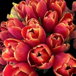 Costco Wholesale - Tulips March 2024