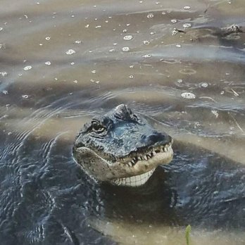 Airboat Adventures - Is this my good side? - Boat Tours Near Me - Lafitte, Louisiana Airboat Adventures - Is this my good side? - Boat Tours Near Me - Lafitte, Louisiana