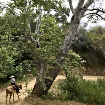 Circle Bar B Stables - Kara and the majestic oaks. - Horseback Riding Near Me - Santa Barbara, California
