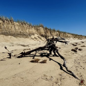 Herring Cove Beach - A driftwood tree. - Beaches Near Me